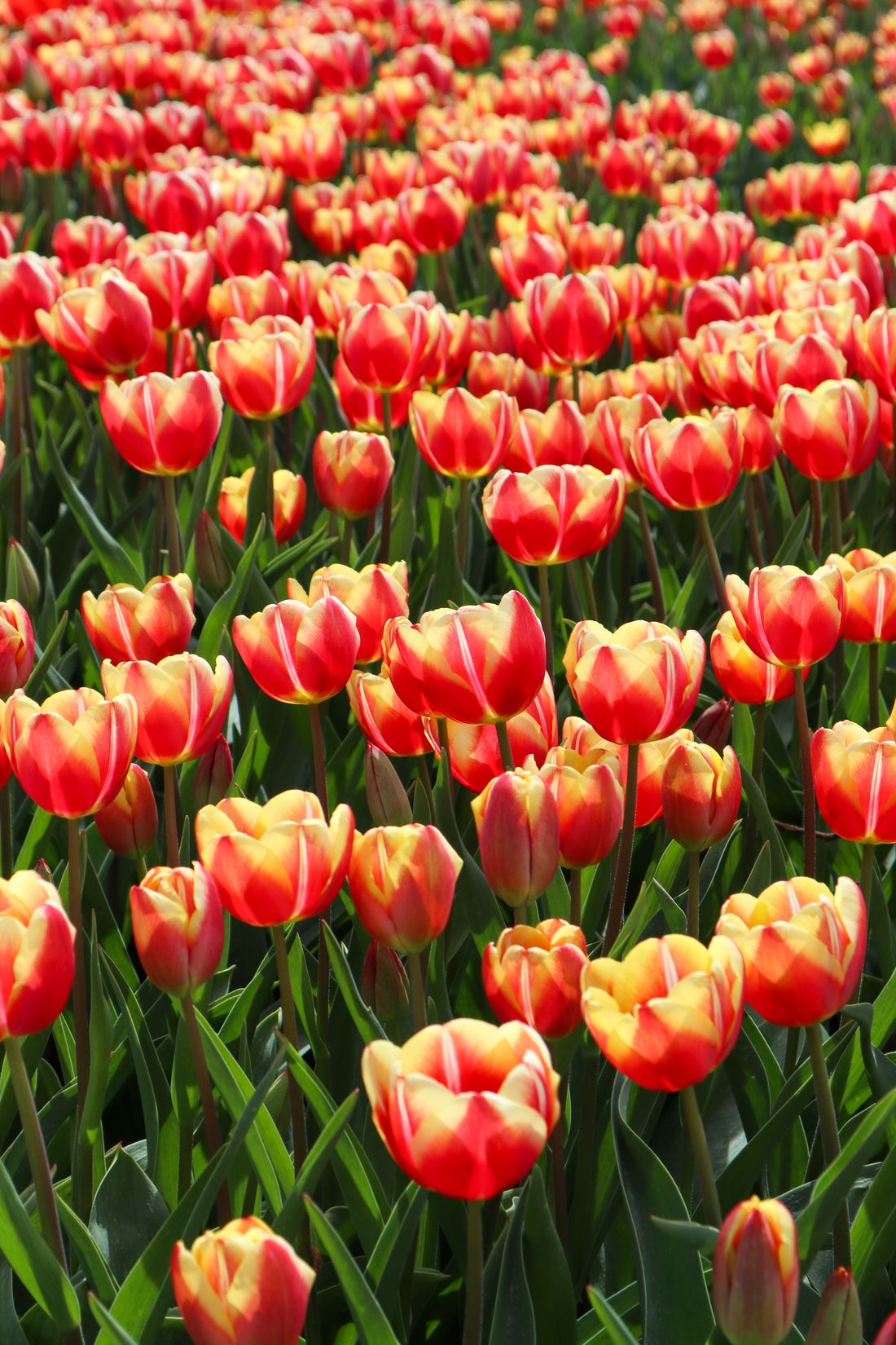 Oranje en gele tulpen op een bloemenveld in Creil, Flevoland